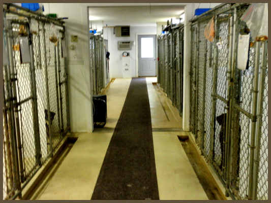 picture inside our kennel